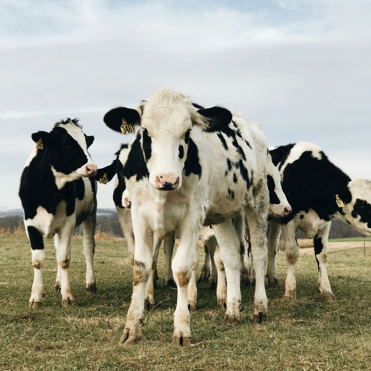 Algérie : Un accord de 150 millions de dollars pour l’importation de vaches laitières américaines