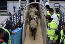 L’Algérie va importer un million de moutons en prévision de l’Aïd El-Adha L'Algérie va importer un million de moutons en prévision de l'Aïd El-Adha