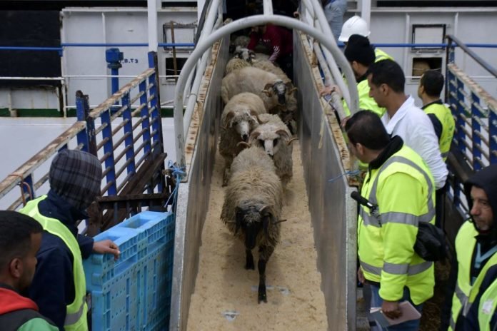 L'Algérie va importer un million de moutons en prévision de l'Aïd El-Adha