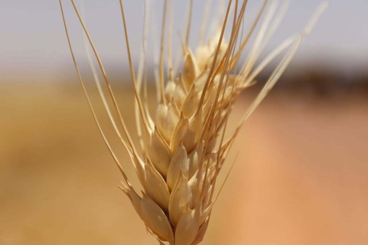 Algérie : une moisson record de céréales attendue cette saison, selon Yacine Oualid
