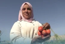 Agriculture durable dans le sud algérien : l’exemple inspirant de Wafaa Agriculture durable dans le sud algérien : l’exemple inspirant de Wafaa