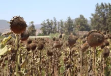 Cherfa lance la campagne nationale de la moisson du tournesol depuis Bejaia Cherfa lance la campagne nationale de la moisson du tournesol depuis Bejaia