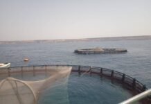 Aquaculture à Mostaganem : deux cages flottantes installées pour 540 000 alevins de daurade royale