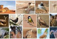 Algérie : près de 1.200 animaux protégés saisis au premier semestre 2025