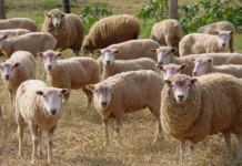 L’Algérie autorise l’entrée du mouton brésilien sur son marché L'Algérie autorise l'entrée du mouton brésilien sur son marché