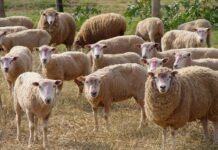 Viande rouge : Plus de 144.000 moutons et de 46.000 bovins seront importées en prévision du Ramadhan