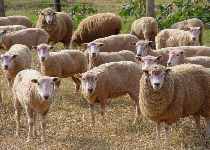 Après les vaches, l’Algérie se tourne vers les moutons américains