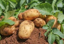 Tébessa : la filière de la pomme de terre en plein développement