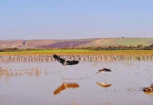 Zones humides d’Oran : projet d’aménagement du lac « Telamine » Zones humides d'Oran : projet d'aménagement du lac "Telamine"