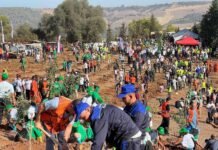 Algérie : plantation de cinq millions d’arbres le 14 février