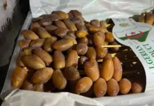 Les dattes algériennes intégrées aux normes internationales du Codex Alimentarius