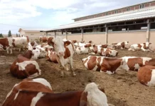 La Laiterie Soummam importe 1 000 vaches laitières pour renforcer sa production La Laiterie Soummam importe 1 000 vaches laitières pour renforcer sa production