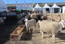 Algérie : « Sheep Date », un nouvel aliment à base de rebuts de dattes pour l’engraissement des ovins