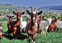 Bouira : deux éleveurs remportent le prix du meilleur caprin au SEVAGRO 2025