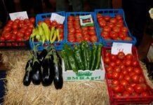 El Oued : 80 exposants présents au Salon de l’agriculture saharienne