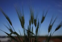 Algérie : L’USDA prévoit une production de 3,2 millions de tonnes de blé, en légère hausse