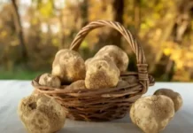 El-Meniaa : l’expérience de la culture des truffes ouvre des perspectives agricoles prometteuses