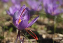 Culture du safran en Algérie : efforts soutenus pour l’émergence d’une filière structurée Culture du safran en Algérie : efforts soutenus pour l'émergence d'une filière structurée