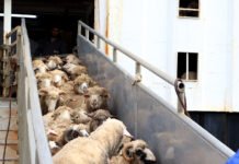 Algérie : le Port de Béjaïa reçoit un navire chargé de 11.700 moutons importés de Roumanie