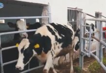 Laiterie Soummam : Don de génisses au profit d’éleveurs et de femmes rurales