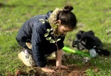 Algérie : campagne nationale de plantation de 5 millions d’arbres