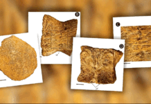 Algérie : Découverte de restes fossiles d’un plésiosaure, un reptile marin vieux de 88 millions d’années