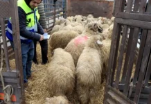 Importation de bétail pour l’Aïd : la DGI détaille les exonérations fiscales prévues en 2026 Importation de bétail pour l'Aïd : la DGI détaille les exonérations fiscales prévues en 2026