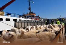 Importation de moutons : nouvelles arrivées dans les ports d’Oran et de Djen Djen
