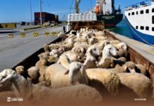 Importation des moutons de l’Aïd : 13 accusés placés en détention provisoire