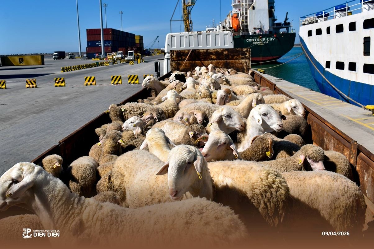 Importation des moutons de l’Aïd : 13 accusés placés en détention provisoire