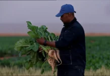 Betterave sucrière : Cevital investit 600 millions de dollars dans un projet agro-industriel à Ghardaïa