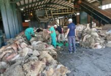 Aïd El-Adha : Lancement de l’opération de collecte des peaux de moutons à travers le pays