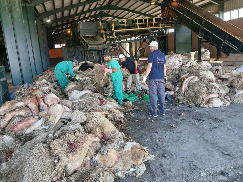 Aïd El-Adha : Lancement de l’opération de collecte des peaux de moutons à travers le pays