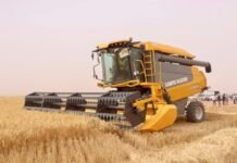 Projet algéro-italien à Timimoun : Coup d’envoi de la première récolte de blé sur 1.600 hectares