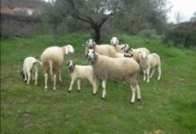 Tizi-Ouzou : Tazegzawt, une race ovine robuste et rentable à préserver