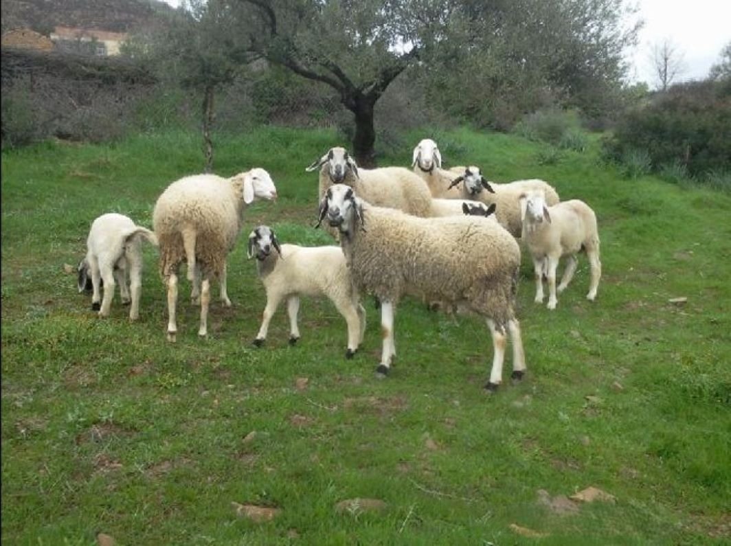 Tizi-Ouzou : Tazegzawt, une race ovine robuste et rentable à préserver
