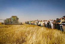 Adrar : Lancement de la moisson d’orge dans le cadre du projet Baladna