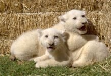 Naissance de cinq lionceaux de l’espèce rare du lion blanc dans un parc zoologique à Alger