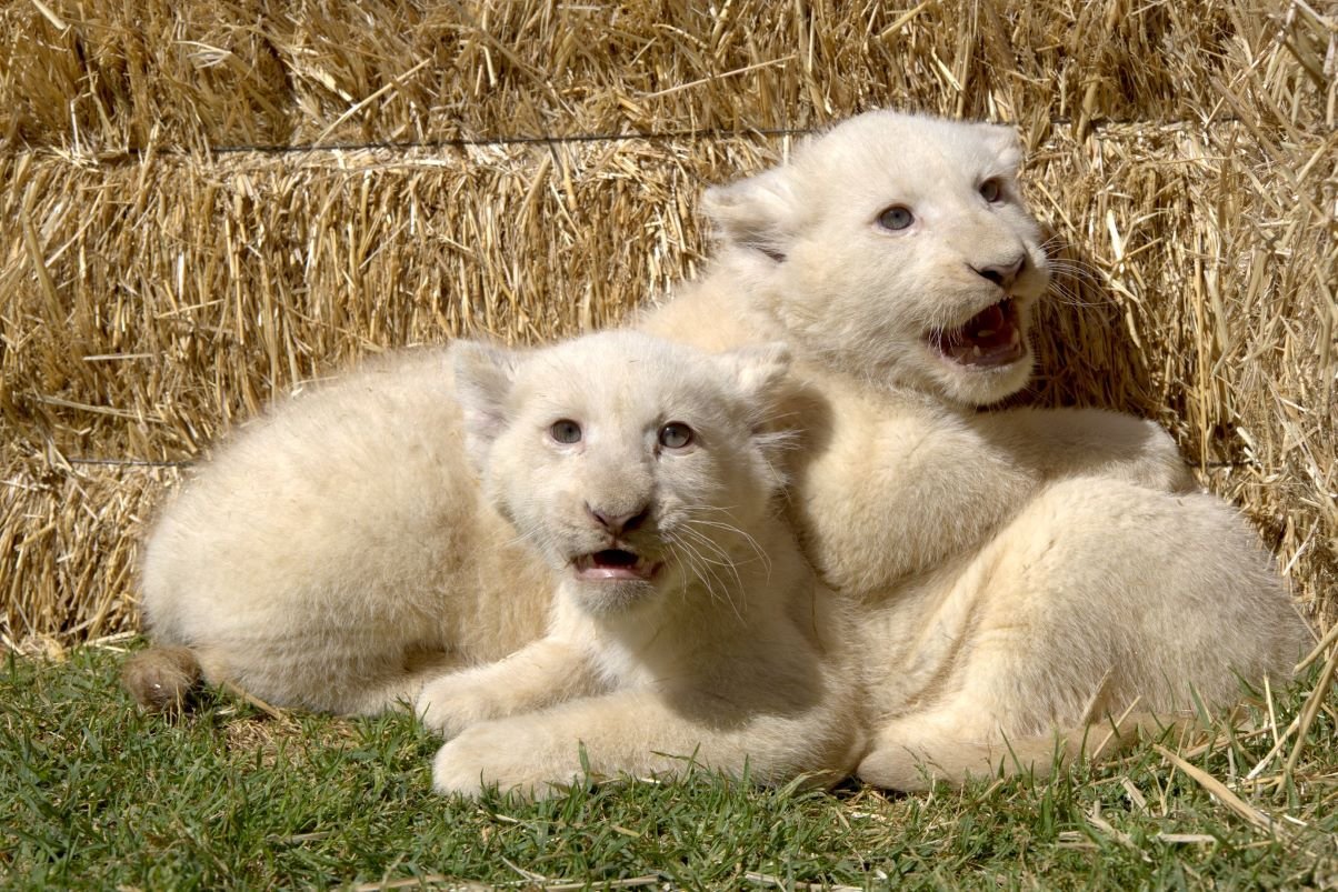 Naissance de cinq lionceaux de l’espèce rare du lion blanc dans un parc zoologique à Alger