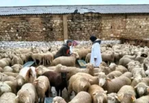 Aïd El-Adha : Plus de 820.000 moutons importés jusqu’à présent