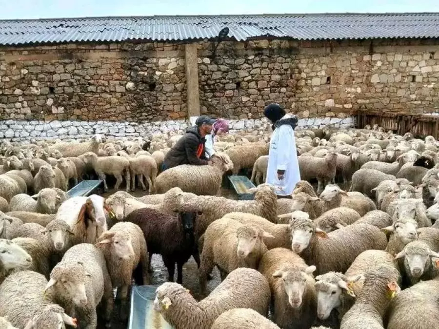 Aïd El-Adha : Le nombre de moutons importés a atteint un million de têtes