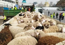 Aïd El-Adha : Le nombre de moutons importés a atteint un million de têtes