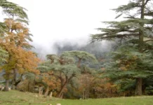 Tissemsilt : Le Parc national de Théniet El Had classé au Réseau mondial des réserves de biosphère de l’Unesco