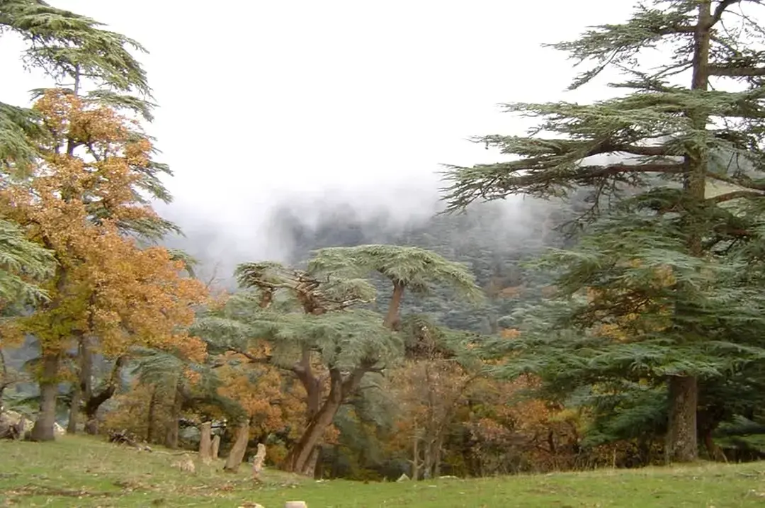 Tissemsilt : Le Parc national de Théniet El Had cl