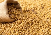 Algérie-Etats-Unis : coopération autour de la transformation des oléagineux et la production d’aliments pour animaux
