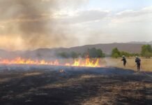 Algérie : Extinction de 138 incendies en 24 heures