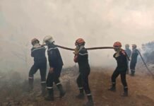 Incendies de forêt en Algérie : 141 feux éteints en 24 heures