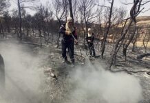 Incendies en Algérie : 97% des feux maitrisés