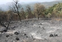 Protection civile : Tous les feux de forêt ont été circonscrits et totalement maîtrisés