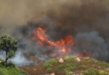 Incendies en Algérie : 75 feux toujours en cours